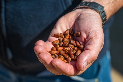 Что омичи думают о заводе по переработке кедровых орехов