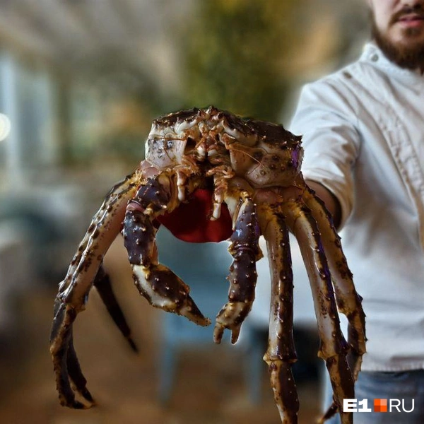 В Екатеринбург они летели во льду | Источник: Дмитрий Крисковец / E1.RU