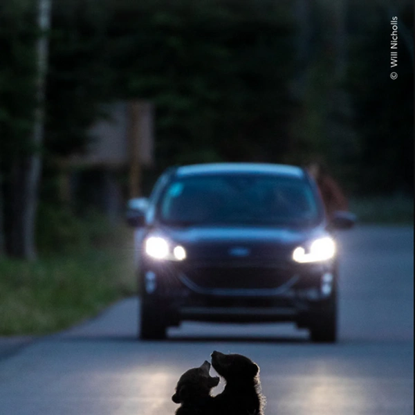 Два медвежонка устроили спарринг на дороге. Национальный парк Джаспер, провинция Альберта, Канада | Источник: Will Nicholls / Wildlife Photographer of the Year 2025