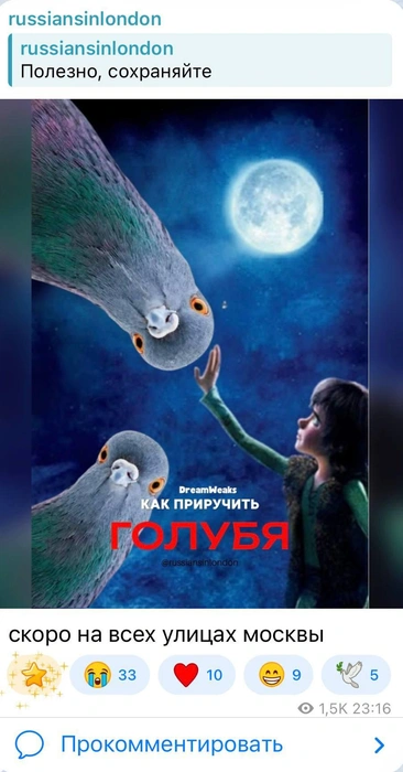 Пользователи вспомнили и о другом способе общения — передаче посланий почтовыми голубями | Источник: russiansinlondon / T.me