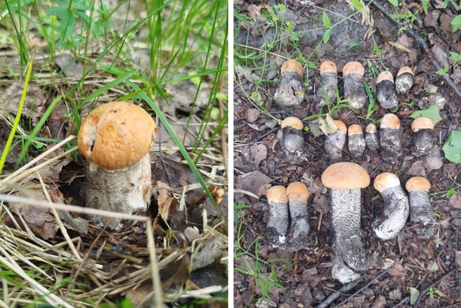 В Ярославской области пошли боровики | Источник: Андрей Игоревич, Влад Волков, группа «Грибы Ярославской области» / Vk.com