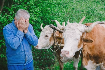 Массовый забой скота в Сибири: как и почему россиян стриггерило уничтожение животных