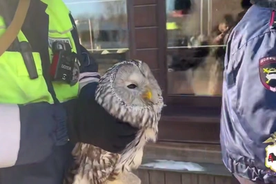 Police save injured owl now at Irkutsk Zoo Gallery