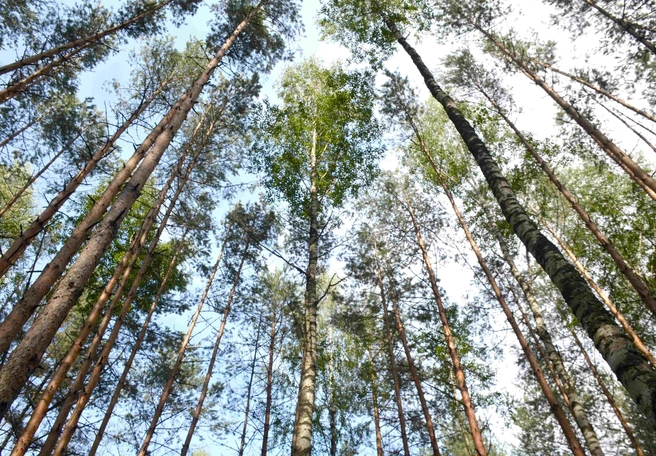 Погоде в Рязани присвоен «оранжевый» уровень опасности | ya62.ru
