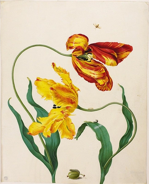 Акварельный рисунок садового тюльпана (Tulipa) и личинки желтого крыжовникового пилильщика (Pteronidea ribesii). На пергамене. Акварель, кроющие краски. 37,8 х 30,5 см. Не ранее 1705 г. / Петр I и Голландия: Русско-голландские художественные и научные связи. К 300-летию Великого посольства / Государственный Эрмитаж. [Каталог выставки]. СПб., 1996. С.59. №50 | Источник: Акварели Марии Сибиллы Мериан