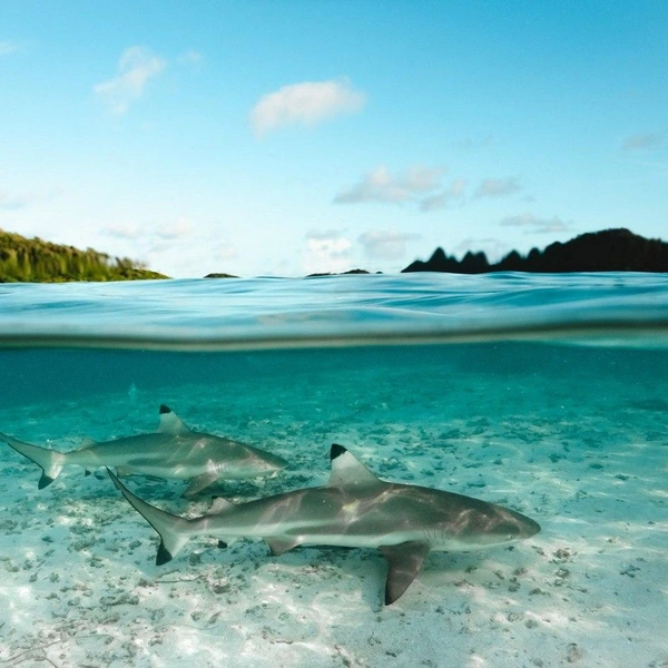 Финалист в номинации «Молодой фотограф» | Источник: Tinnapat Netcharussaeng / Nature inFocus Awards 2024