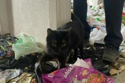 Трех кошек спасают от голодной смерти в Коле