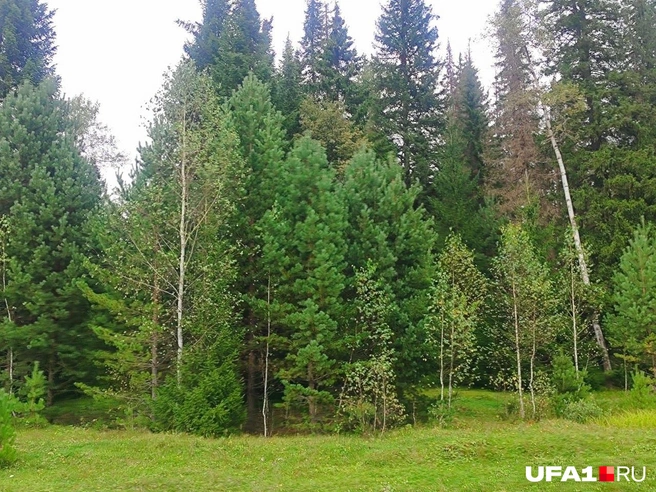 Лес в Уральских горах — смешанный | Источник: Марина Каримова / UFA1.RU