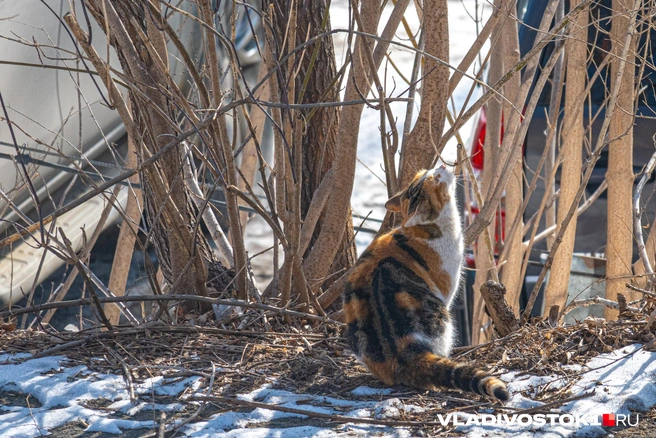 Последний месяц зимы пока сюрпризов не принес | Источник: Елена Буйвол / VLADIVOSTOK1.RU