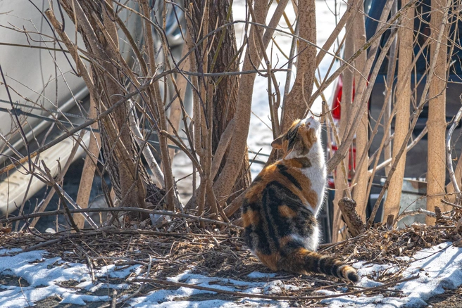 Кот весной | Источник: Елена Буйвол / VLADIVOSTOK1.RU