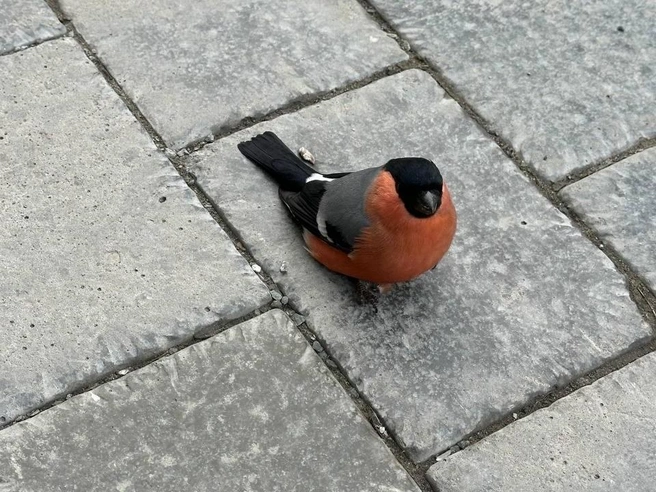 Орнитолог считает, что птица могла пострадать от столкновения | Источник: читательница НГС Евгения