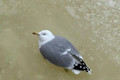 Чайку, вмёрзшую в лёд на Мойке, спасли волонтёры