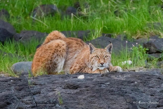 Рысь, река Котуй, Таймыр, Красноярский край | Источник: Михаил Вершинин