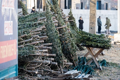 Ёлки появились на улицах Владивостока