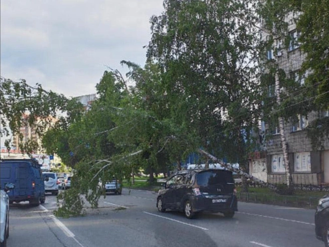 Береза упала на провода | Источник: Анатолий Логинов / 2GIS