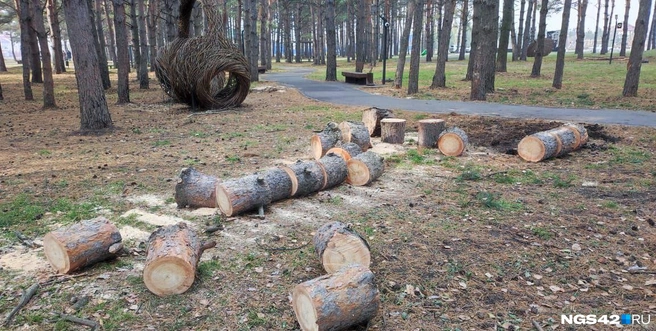 Под бензопилы попали здоровые деревья, которым не менее 40 лет | Источник: читатель NGS42.RU