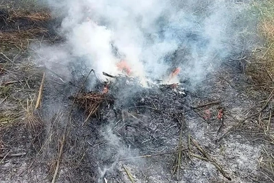В Рязанской области ликвидировали 15 очагов конопли