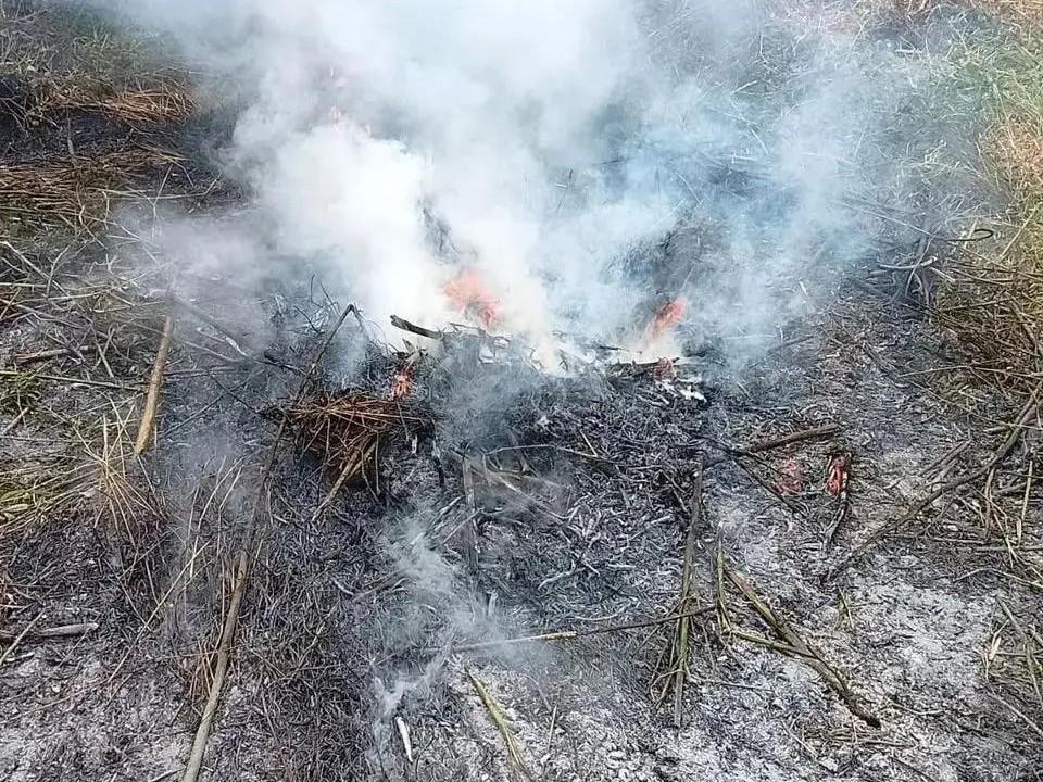 В Рязанской области уничтожили 15 очагов дикорастущей конопли