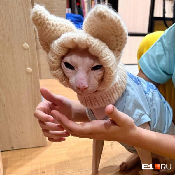 Этот котик явно недоволен происходящим | Источник: Читатель E1.RU