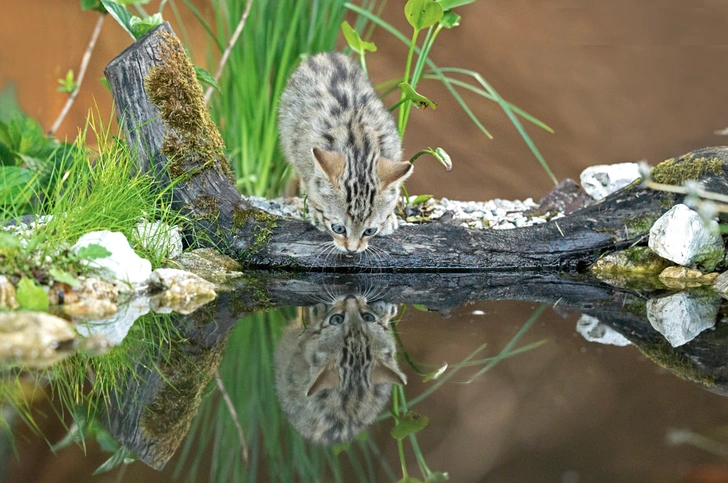 Дикий котенок