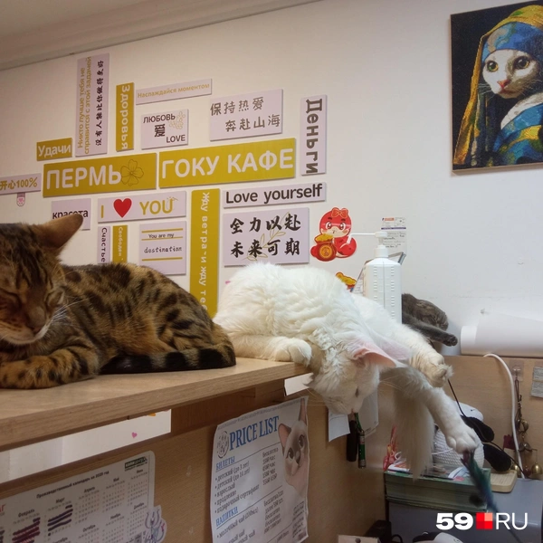 Мейн-кун и бенгал прекрасно себя чувствуют на стойке администратора кафе | Источник: Вероника Свизева / 59.RU