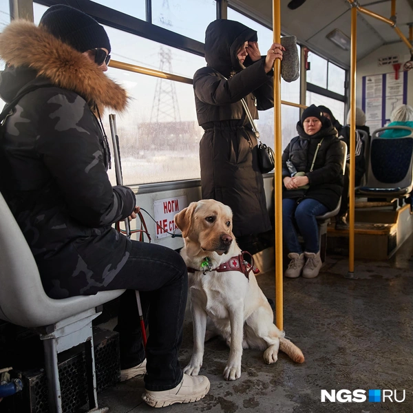 В современных автобусах Кристина и Брайт чувствуют себя хорошо, а вот «пазики» — отдельная история | Источник: Александр Ощепков / NGS.RU 