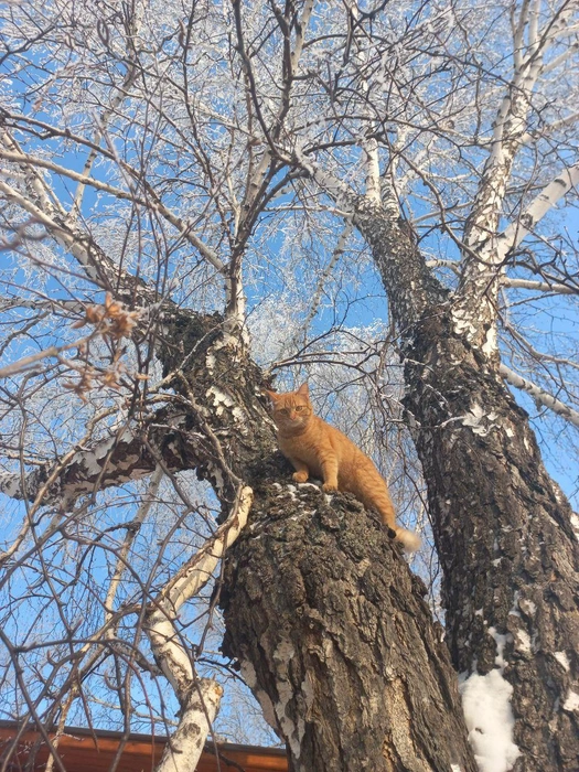 «Моя гуляет» | Источник: читательница NGS24.RU Катерина