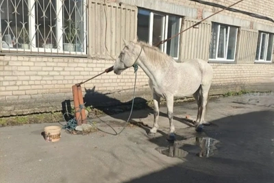 Полиция Копейска вернула похищенного коня