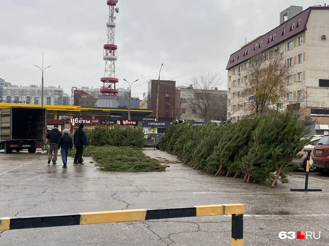 Много ёлок полегло!  | Источник: Ксения Бирюкова / 63.RU 