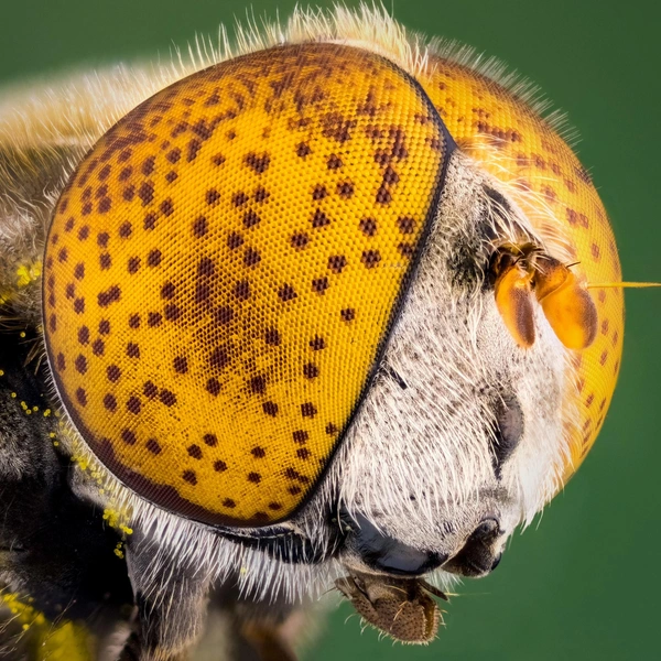 Финалист конкурса. Муха-журчалка | Источник: Özgür Kerem Bulur / Nikon Small World 2025