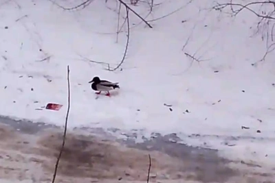 Одинокий селезень в Волгограде вызвал тревогу у горожан