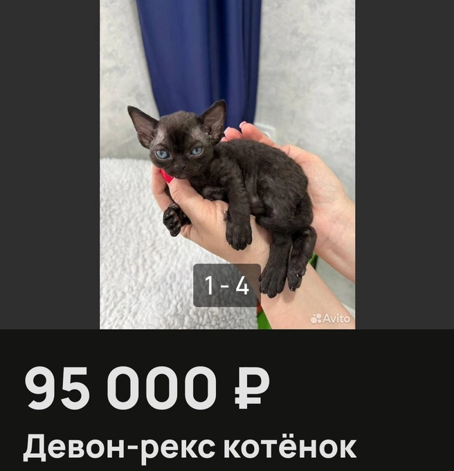 Маленького шоколадного инопланетянина зовут Нео | Источник: «Авито»