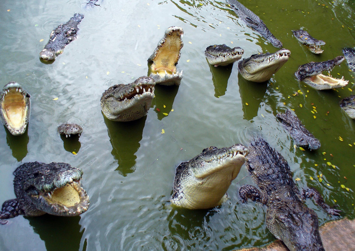 Крокодилам дали послушать детский плач — рептилии насторожились и приготовились к охоте