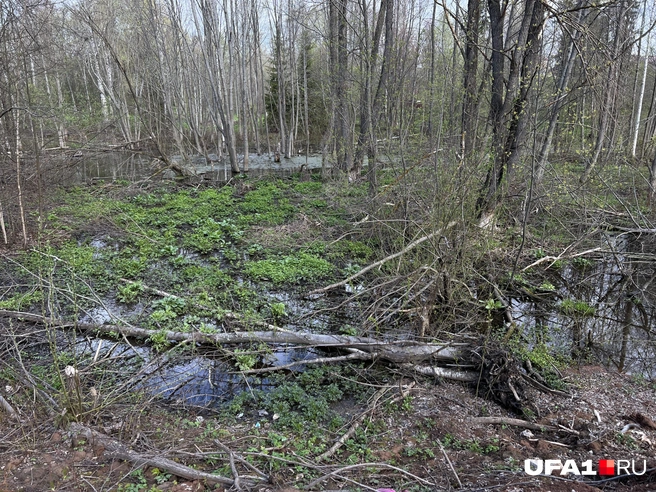 Шутка про бобра актуальна | Источник: Андрей Бирюков / UFA1.RU