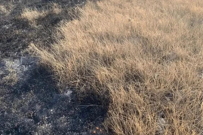 В Бурятии зарегистрирован первый пал травы в 2026 году