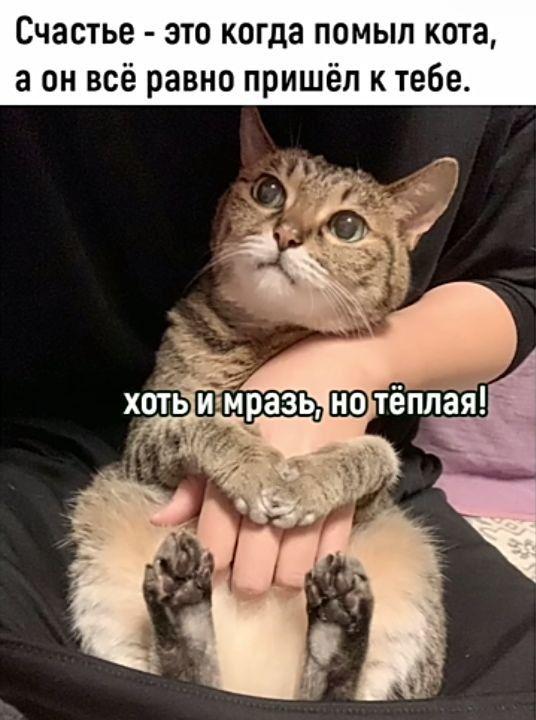 Коты и юмор :-) Здравствуйте, уважаемые, Приятного, времени, суток