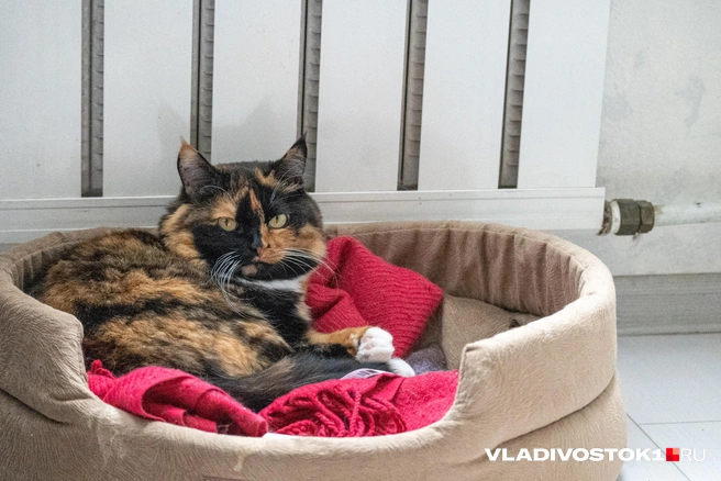 До конца дня все будут в тепле | Источник: Елена Буйвол / VLADIVOSTOK1.RU