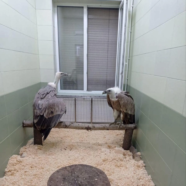 Источник: Зоо пресс-информ