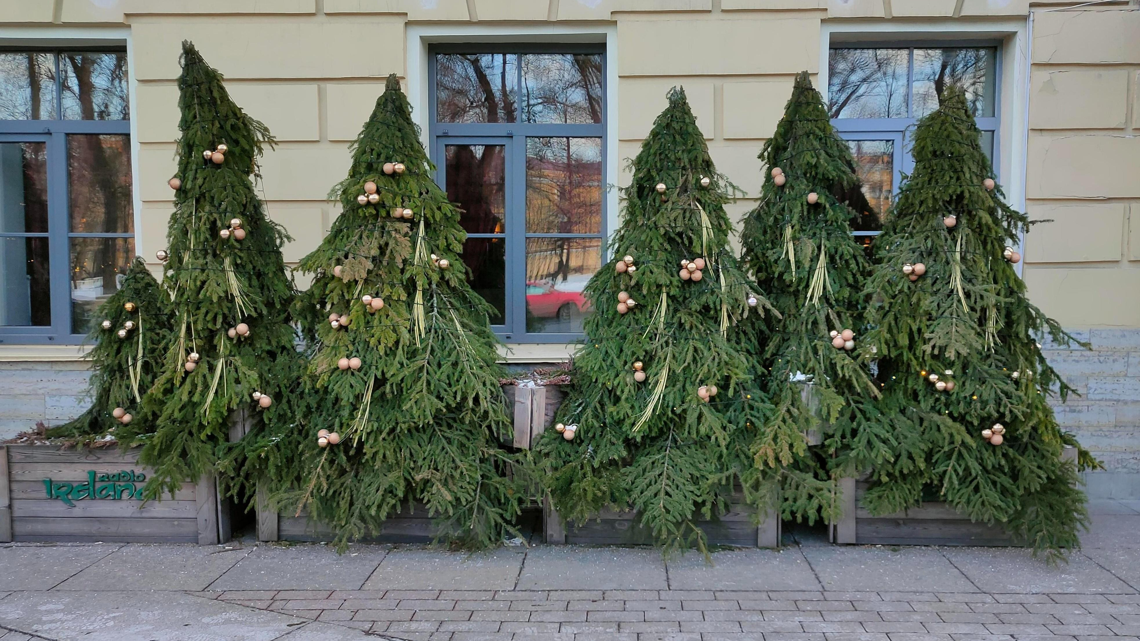 Не такая безобидная: чем опасна живая елка в вашем доме
