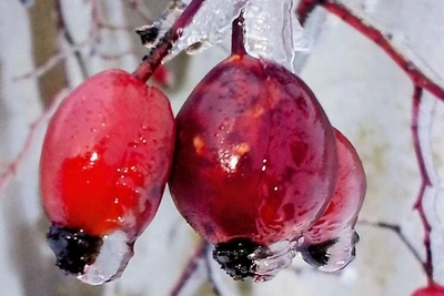 Photographer Yevgenia Captures First Thaw in Volgograd Region