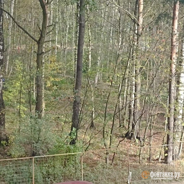 Изотовский сквер | Источник: читательница «Фонтанки» Яна