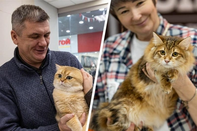 Breeders Reveal the Reality of Pedigree Cat Business