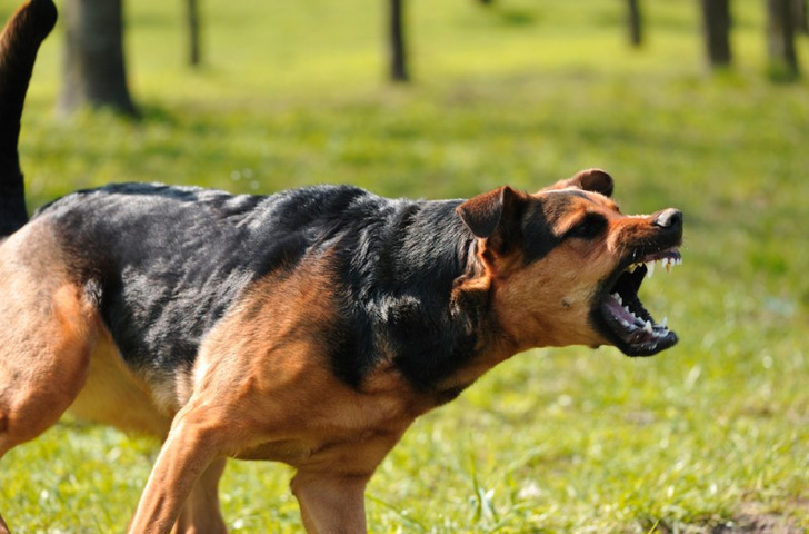 Основы безопасности: поведение при нападении собаки