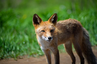 Лиса пришла в ДВФУ и смотрела в корпус — видео
