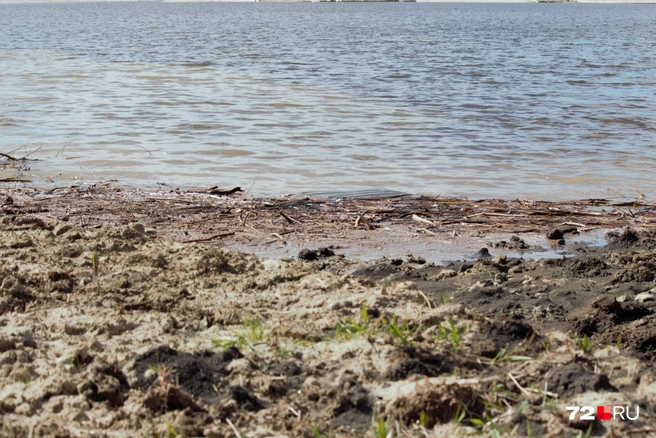 К берегу прибились какие-то бревна и палки | Источник: Павел Красоткин / 72.RU