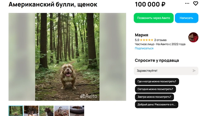 Американский булли славится своей мощной мускулатурой | Источник: Авито