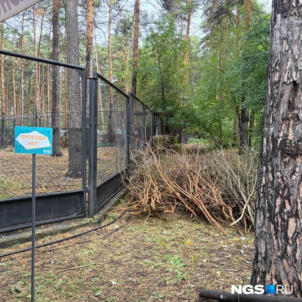 Кругом&nbsp;— никаких следов от пожара | Источник: Настасья Медведева / NGS.RU