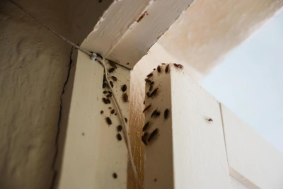 'God, forgive!': Cockroach hordes invade university classrooms