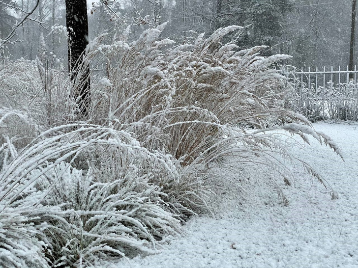 Вопросы читаталей: стряхивать или нет снег с растений в саду?