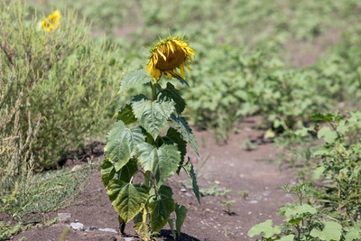 Подсолнечник — разочарование года из-за отечественных семян